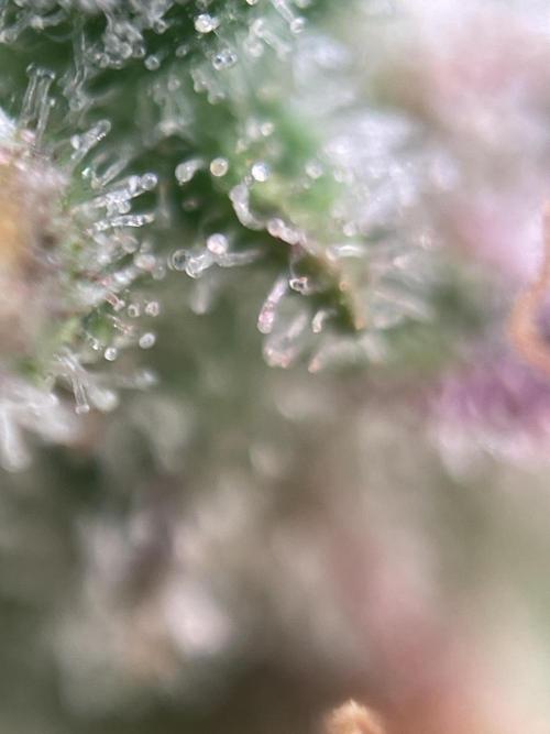 Royal Haze Auto/RQS. Week 14 - Day 86