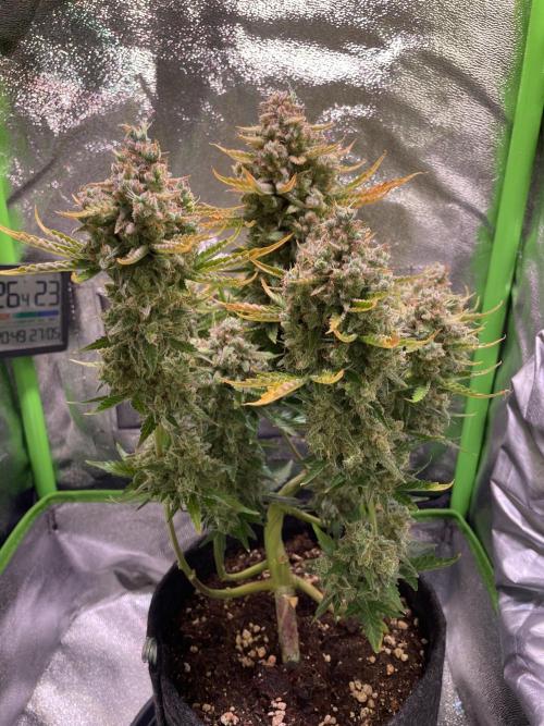 Royal Haze Auto/RQS. Week 14 - Day 86