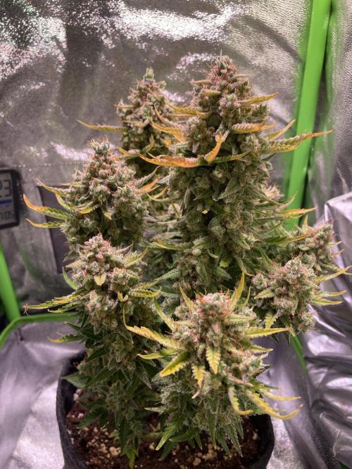 Royal Haze Auto/RQS. Week 14 - Day 86
