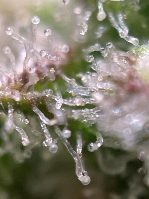 Royal Haze Auto/RQS. Week 14 - Day 87
