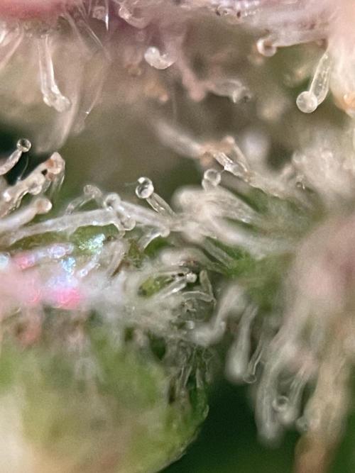 Royal Haze Auto/RQS. Week 14 - Day 87