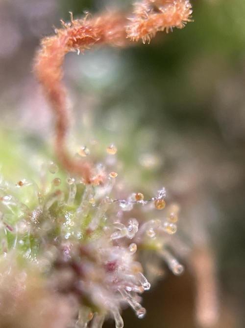 Royal Haze Auto/RQS. Week 14 - Day 87