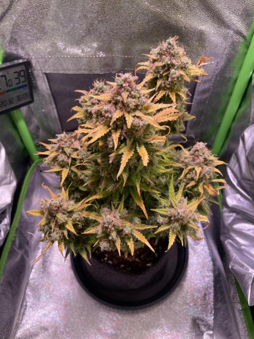 Royal Haze Auto/RQS. Week 14 - Day 89