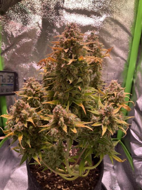Royal Haze Auto/RQS. Week 14 - Day 89