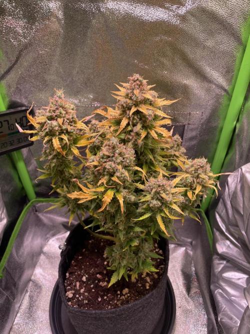 Royal Haze Auto/RQS. Week 14 - Day 89