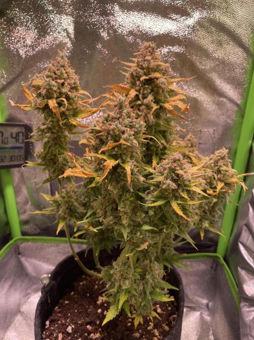Royal Haze Auto/RQS. Week 14 - Day 89