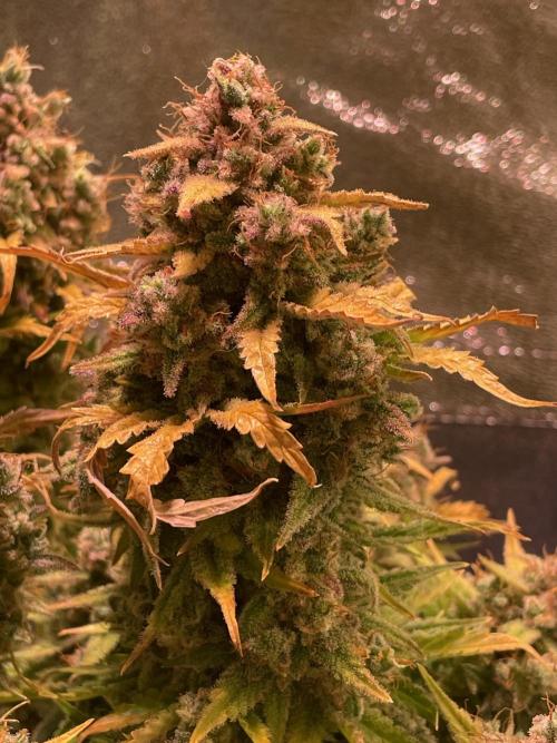 Royal Haze Auto/RQS. Week 14 - Day 89