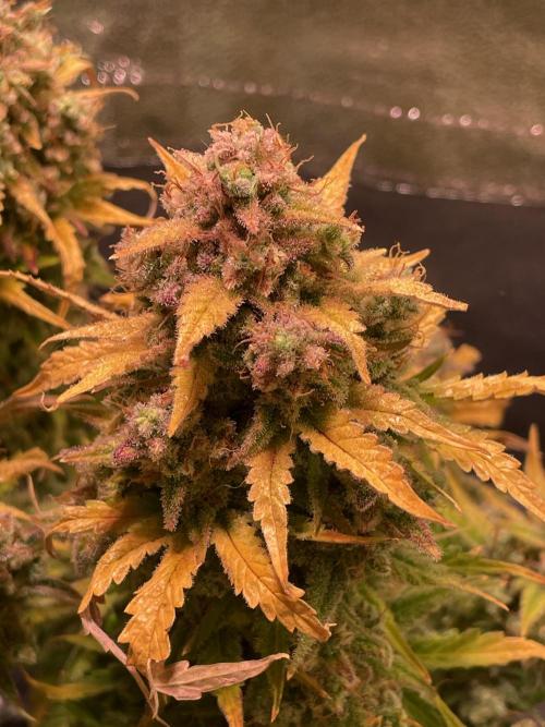 Royal Haze Auto/RQS. Week 14 - Day 89