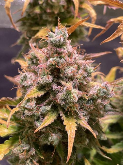 Royal Haze Auto/RQS. Week 14 - Day 89