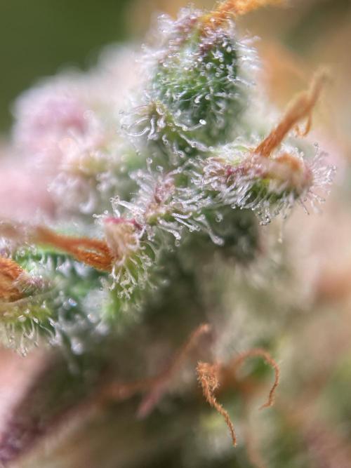 Royal Haze Auto/RQS. Week 14 - Day 89