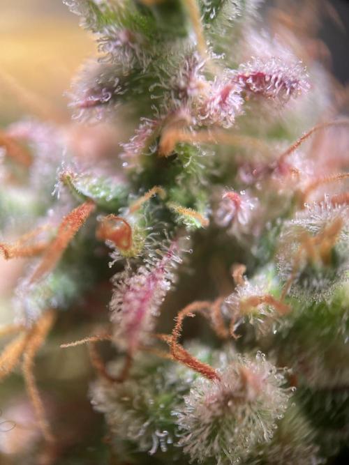 Royal Haze Auto/RQS. Week 14 - Day 89