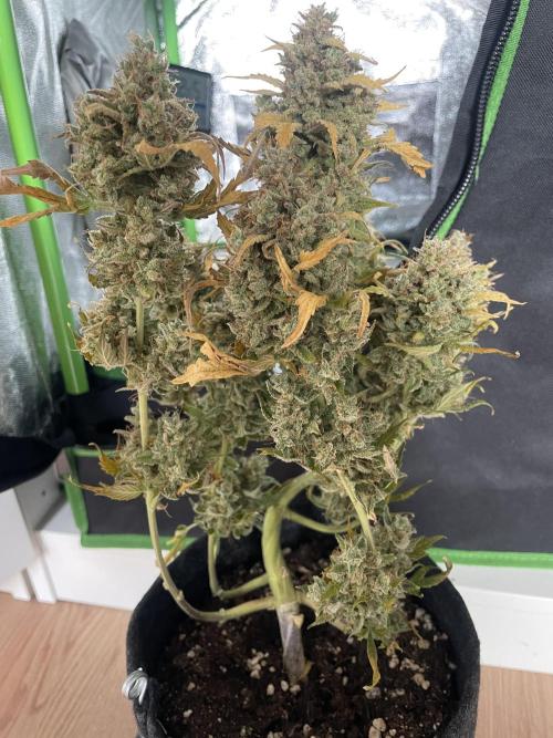 Royal Haze Auto/RQS. Week 14 - Day 91