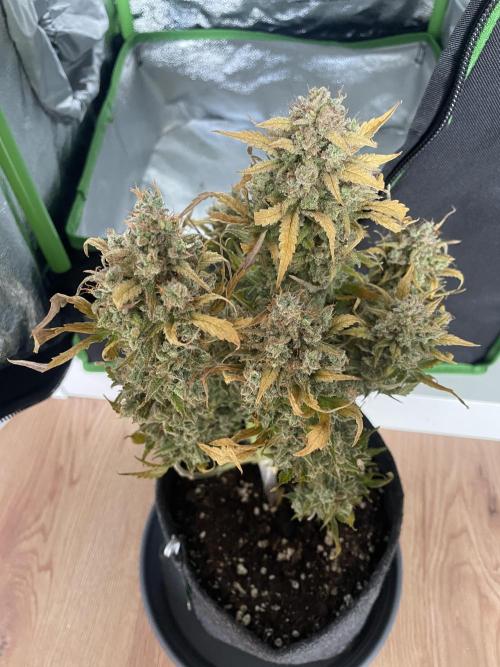 Royal Haze Auto/RQS. Week 14 - Day 91