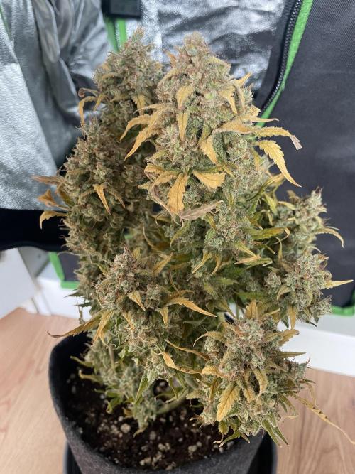 Royal Haze Automatic. Week 14
