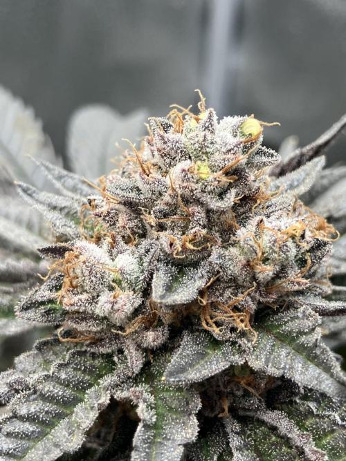 In house genetics and ethos. Week 17