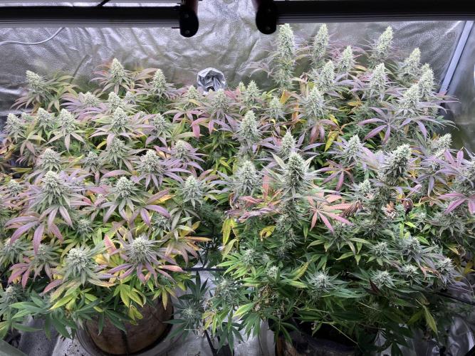 In house genetics and ethos. Week 15 - Banana hammock rbx1