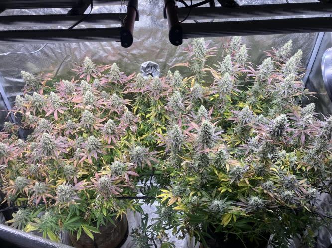 In house genetics and ethos. Week 16 - Banana hammock
 Smells like some kind of fruity berries. Smells so good 