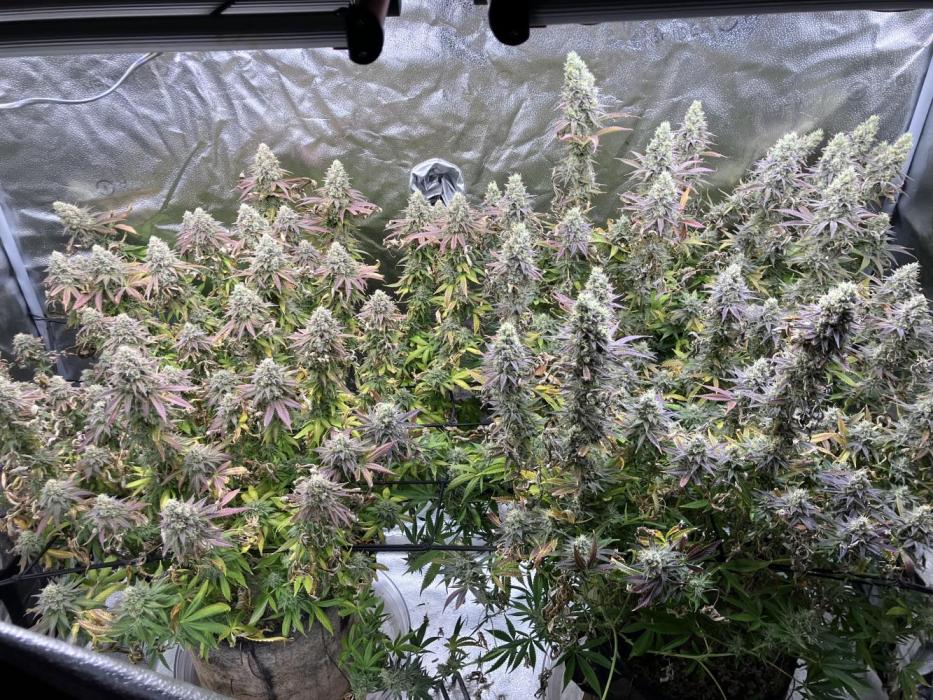 In house genetics and ethos. Week 17 - Banana hammock rbx1

Smells super fruity 
Doesn’t have much longer left