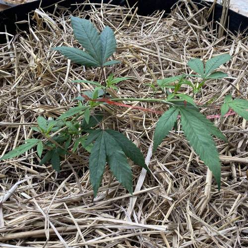 Outdoor 100 gallon. Week 1