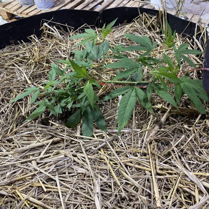 Outdoor 100 gallon. Week 2