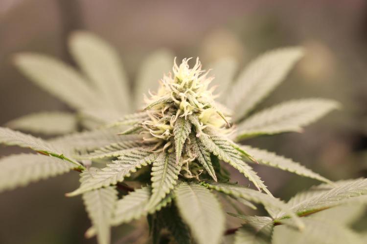 Blueberry Muffin 2026. Week 3