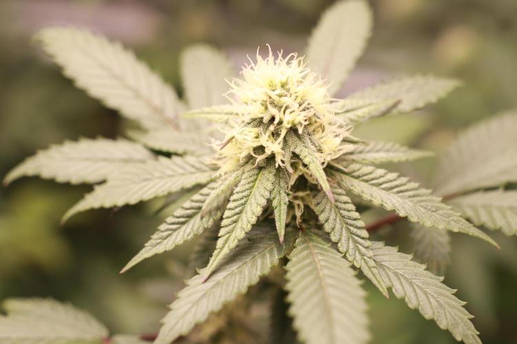 Blueberry Muffin 2026. Week 3