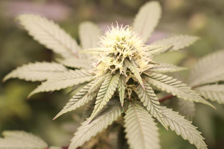 Blueberry Muffin 2026. Week 3