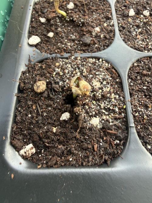 2026 Spring Run. Week 0 - 3rd day after I planted the seeds