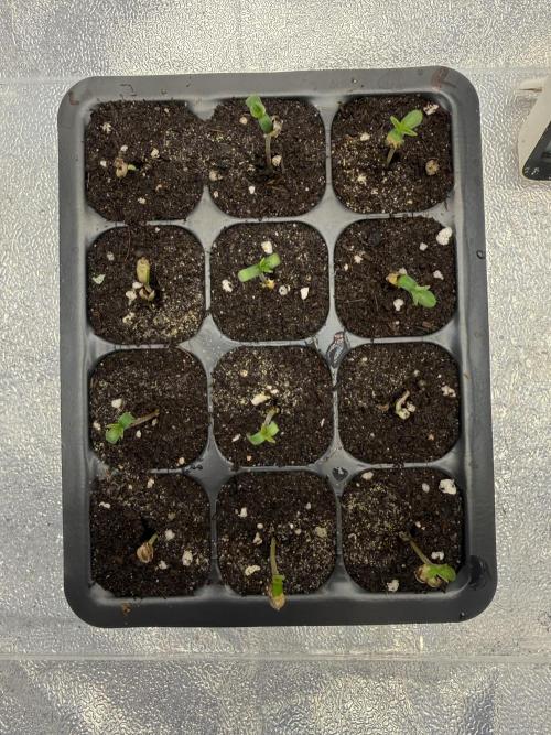 2026 Spring Run. Week 0 - 4th day: all 12/12 

— Day 1