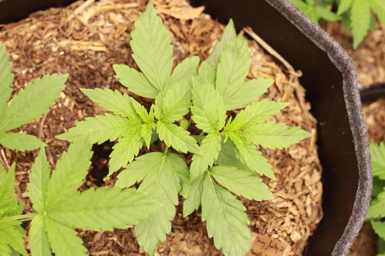 2026 Spring Run. Week 3 - Fasciated Tommy Shelby x Forbidden Fruit #23 @ day 23