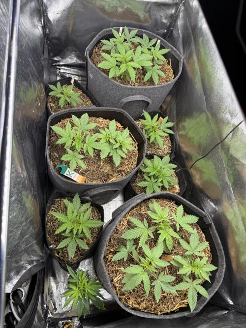 2026 Spring Run. Week 3 - Full tent @ day 23 with temporarily added Apple Fritter clone
