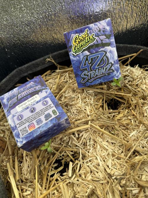 2026 Conservatory. Week 0 - Day 3 after seeds planted directly into soil: 2/2