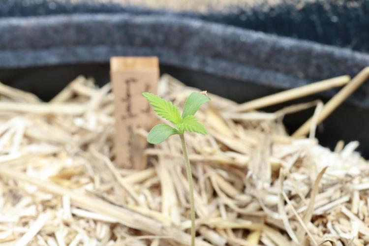 2026 Conservatory. Week 0 - Day 4 after germination.