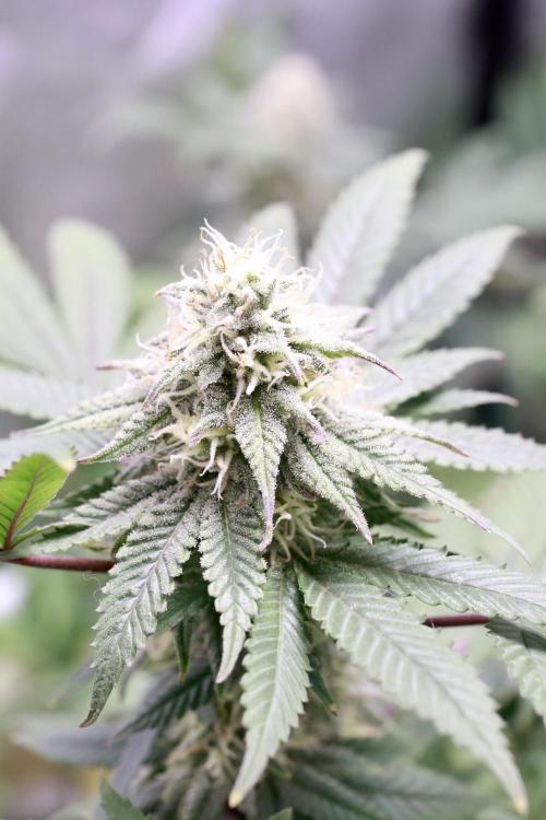 Blueberry Muffin 2026. Week 5