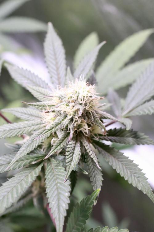 Blueberry Muffin 2026. Week 5