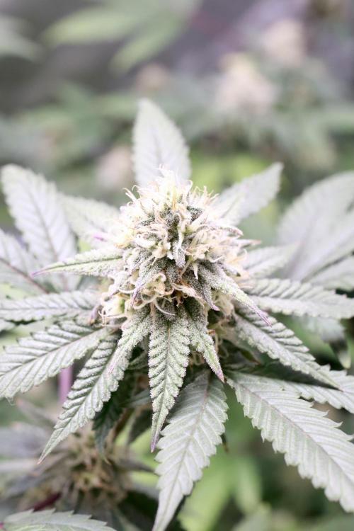 Blueberry Muffin 2026. Week 5