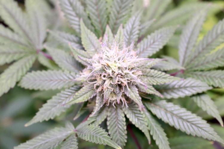 Blueberry Muffin 2026. Week 5
