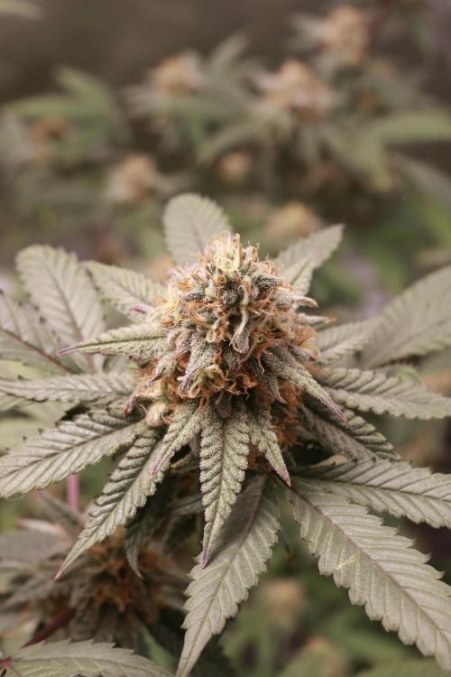 Blueberry Muffin 2026. Week 6 - Looking nice, smelling even nicer.