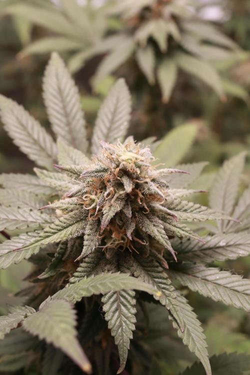 Blueberry Muffin 2026. Week 6 - Looking nice, smelling even nicer.