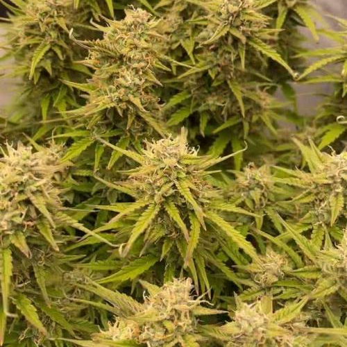 Royal Dwarf Autoflower