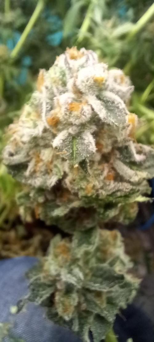 Anesia vs Barneys Mimosa x orange punch. Week 10