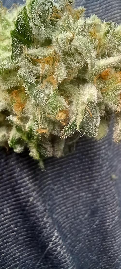 Anesia vs Barneys Mimosa x orange punch. Week 10