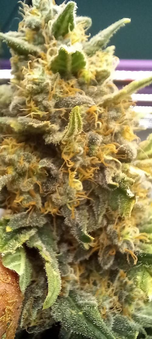 Anesia vs Barneys Mimosa x orange punch. Week 10