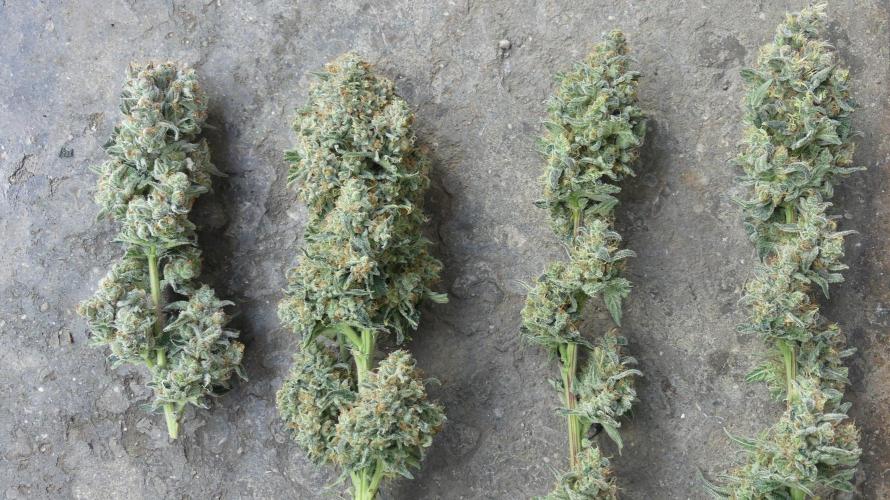 Anesia vs Barneys Mimosa x orange punch. Week 10