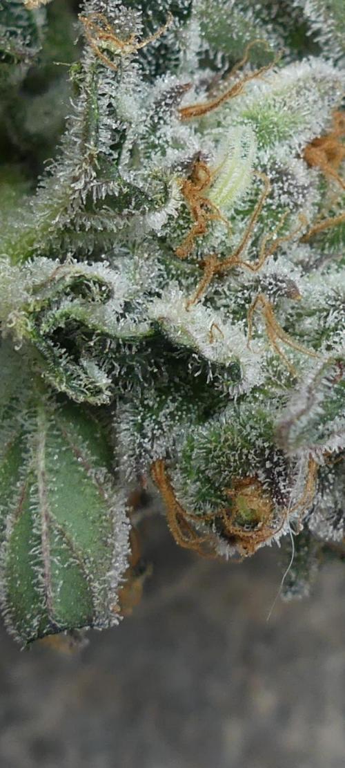 Anesia vs Barneys Mimosa x orange punch. Week 10