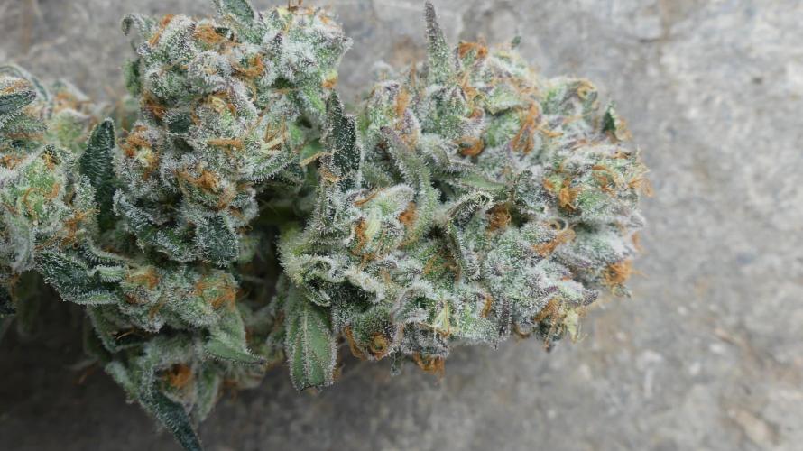 Persian pie Greenhouse seeds. Week 9