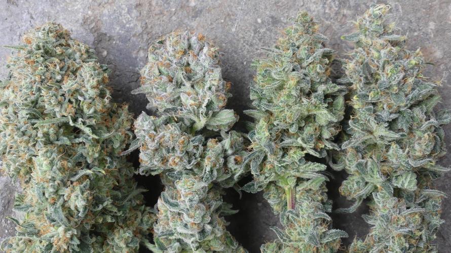 Persian pie Greenhouse seeds. Week 9