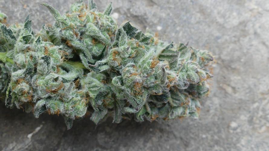 Persian pie Greenhouse seeds. Week 9