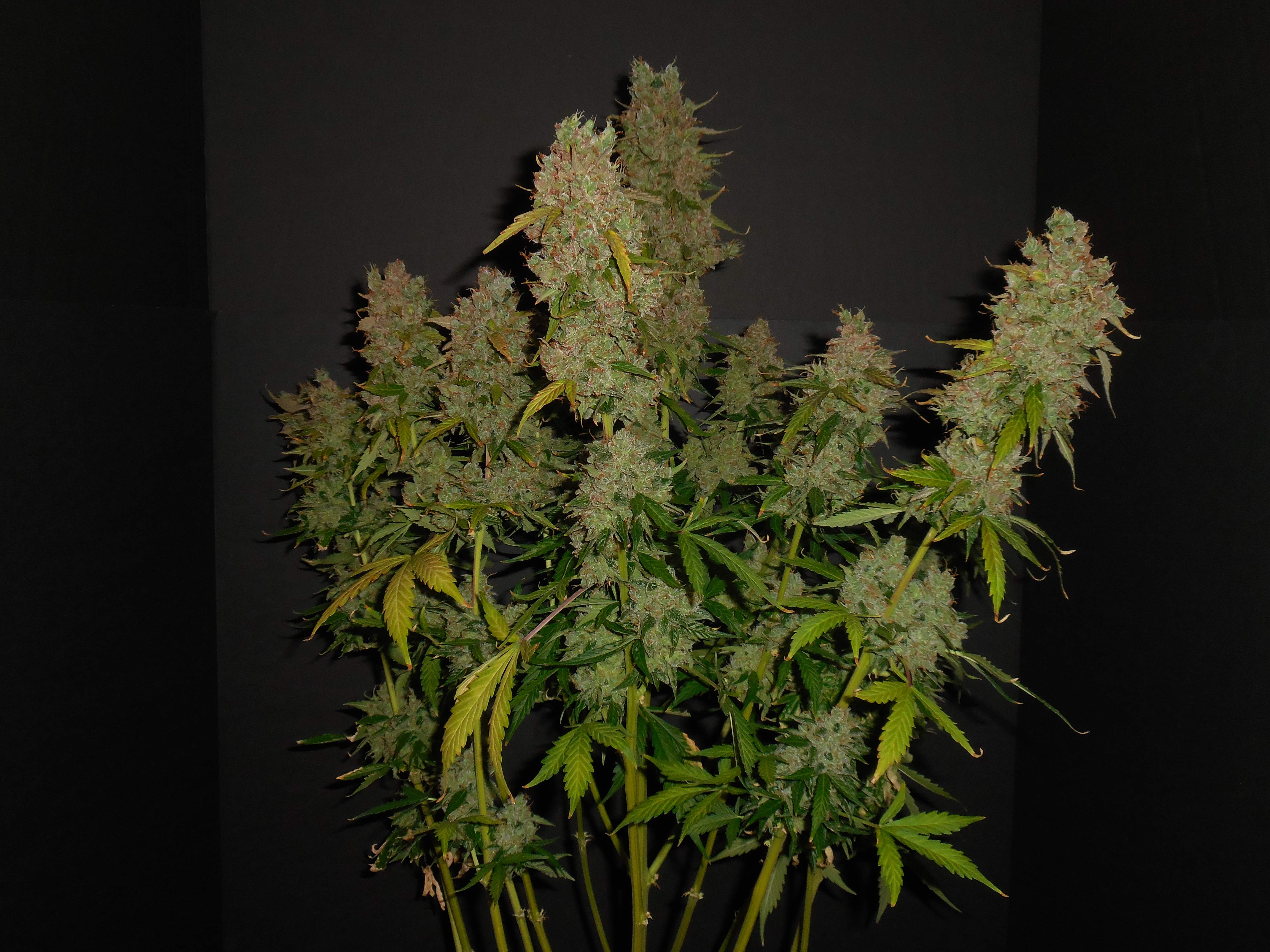 Fast Buds Cream Cookies Auto grow diary (journal) harvest11 by