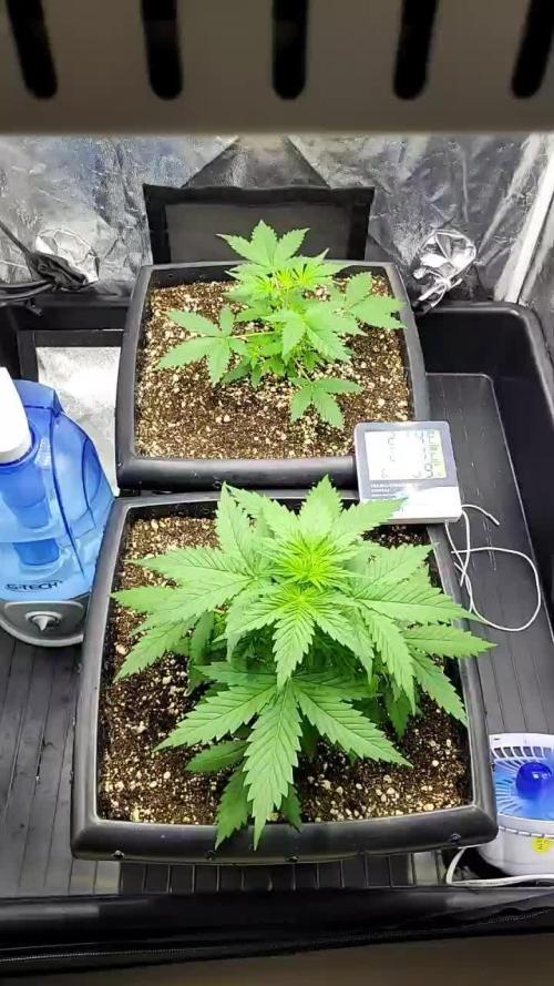 Sweet Gelato Auto